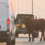 αγελάδα στη Σίνδο στην εθνική οδό