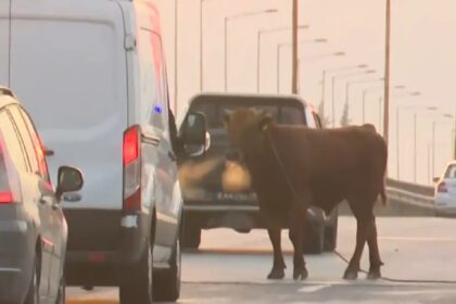 αγελάδα στη Σίνδο στην εθνική οδό