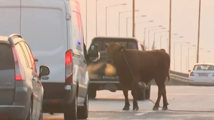 αγελάδα στη Σίνδο στην εθνική οδό