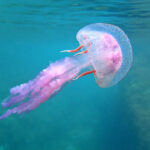 μέδουσες Αττική παραλία Pelagia Cotylorhiza