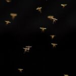 κουνούπια στην Ισλανδία κήπος Ρέικιαβικ