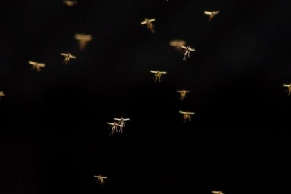 κουνούπια στην Ισλανδία κήπος Ρέικιαβικ