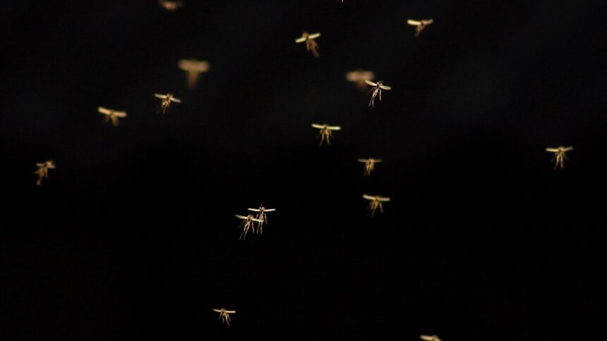 κουνούπια στην Ισλανδία κήπος Ρέικιαβικ