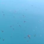 μαζική εμφάνιση μεδουσών στον Ευβοϊκό