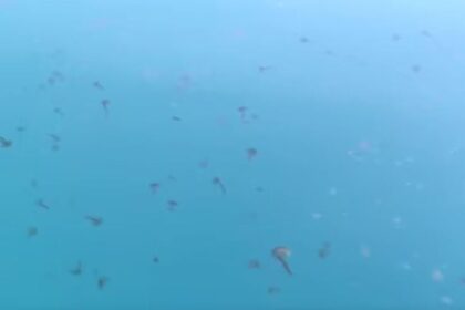 μαζική εμφάνιση μεδουσών στον Ευβοϊκό