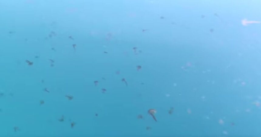 μαζική εμφάνιση μεδουσών στον Ευβοϊκό