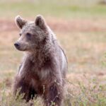 αρκουδάκι τροχαίο Εγνατία Δυτική Μακεδονία