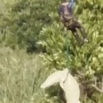 Άνδρας κατασπαράχθηκε από κροκόδειλο στον ποταμό Komati