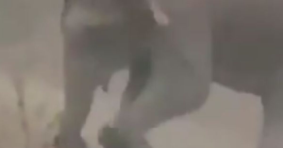 ελέφαντας σαφάρι Γκαμπόν επίθεση
