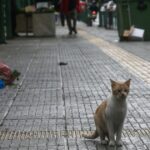 αδέσποτες γάτες Ελλάδα στο δρόμο πολλαπλασιασμός