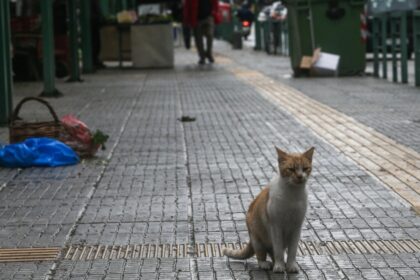 αδέσποτες γάτες Ελλάδα στο δρόμο πολλαπλασιασμός