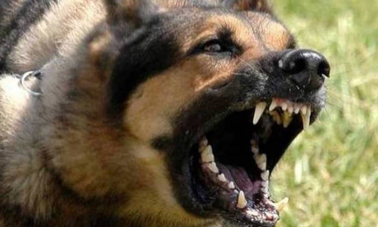 επίθεση σκύλου Χανιά 4χρονος ΠΑΓΝΗ