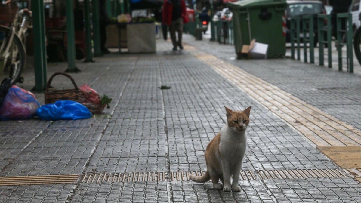 αδέσποτες γάτες Ελλάδα στο δρόμο πολλαπλασιασμός