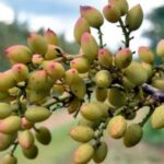 φιστίκι Προβηγκία καλλιέργεια και ξηρασία