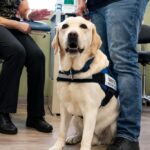 Ντύλαν σκύλος θεραπείας στο Νοσοκομείο Μεταξά