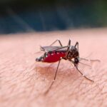 γιατί τα κουνούπια σε τσιμπάνε – λόγοι και λύσεις