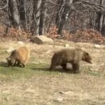 Αρκούδες Νεάπολη Κοζάνης στο δρόμο κοντά στο στρατόπεδο