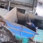 φώκια Μάουι Λάνι επιθέσεις τουρίστα