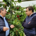 κεράσια Πέλλας κόκκινος χρυσός