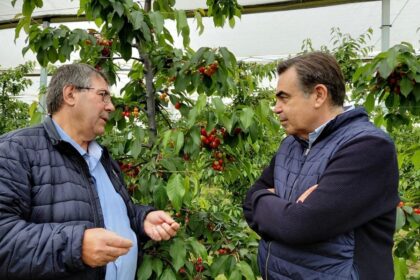 κεράσια Πέλλας κόκκινος χρυσός