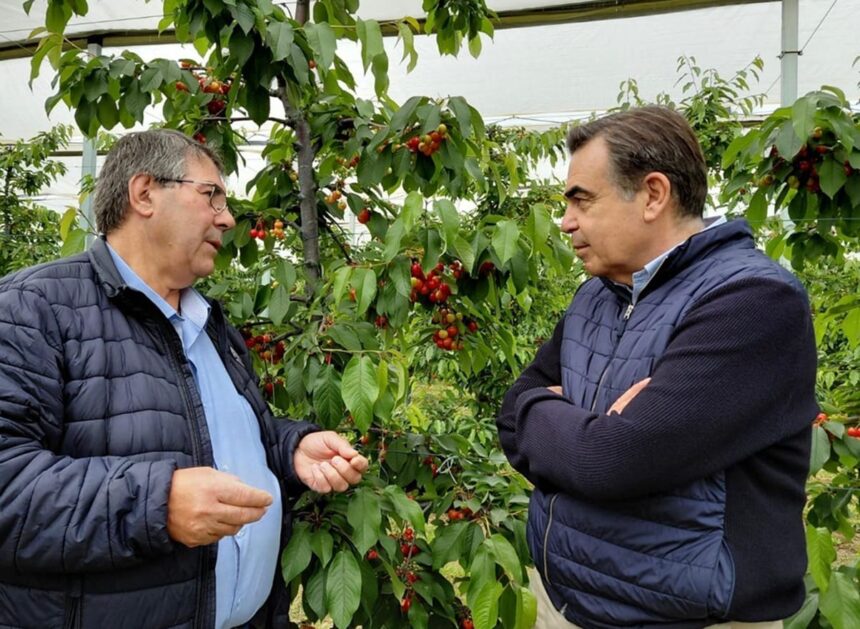 κεράσια Πέλλας κόκκινος χρυσός