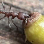 όζοι βελανιδιάς που μιμούνται σπόρους