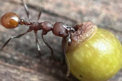 όζοι βελανιδιάς που μιμούνται σπόρους