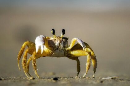 πλάγια κίνηση καβουριών σε ανάλυση