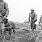 Πετρίτσι 1925 σύγκρουση Ελλάδα Βουλγαρία