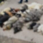 δηλητηρίαση 23 ζώων στη Βάβδο Χαλκιδικής επικήρυξη