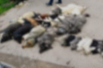 δηλητηρίαση 23 ζώων στη Βάβδο Χαλκιδικής επικήρυξη