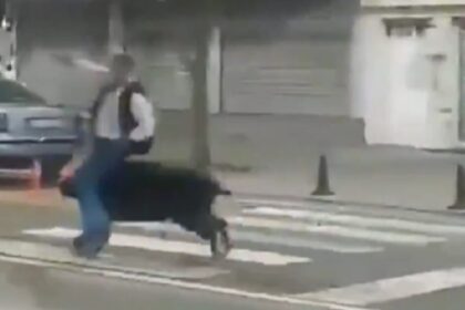 αγριογούρουνο Batman Τουρκία επιτίθεται σε δρόμο
