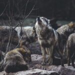 λύκοι Τσέρνομπιλ γενετικά χαρακτηριστικά