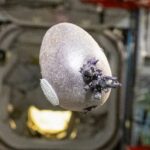 πατάτα στο Διάστημα Spudnik από Ντον Πετίτ