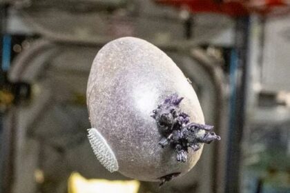 πατάτα στο Διάστημα Spudnik από Ντον Πετίτ