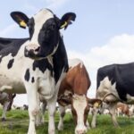 επίθεση αγελάδων Αυστρία βοσκότοπο Τιρόλο