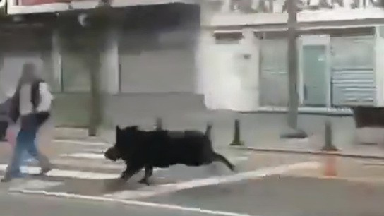 αγριογούρουνο Batman Τουρκία επιτίθεται σε δρόμο
