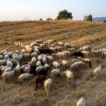 αφθώδης πυρετός Λέσβος κρούσματα εκτροφές