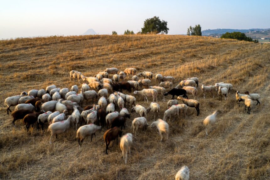 αφθώδης πυρετός Λέσβος κρούσματα εκτροφές