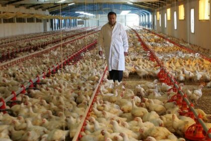 δυνατή μουσική γάμος και 140 κοτόπουλα