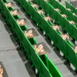 Φωτογραφίες Δημήτρης Γιαννακόπουλος στις εξέδρες ΟΑΚΑ
