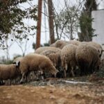 ευλογιά αιγοπροβάτων, έλεγχοι και αποζημιώσεις