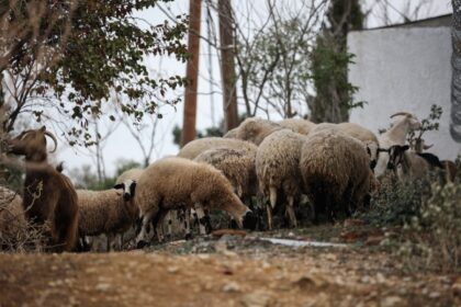 ευλογιά αιγοπροβάτων, έλεγχοι και αποζημιώσεις